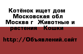 Котёнок ищет дом! - Московская обл., Москва г. Животные и растения » Кошки   